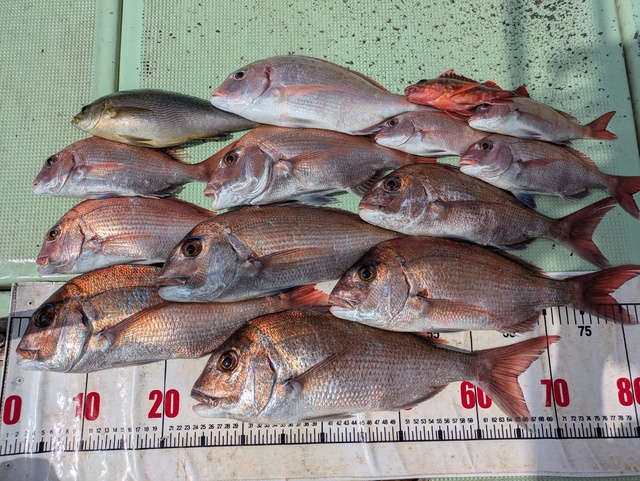 タイ(マダイ)・チダイ