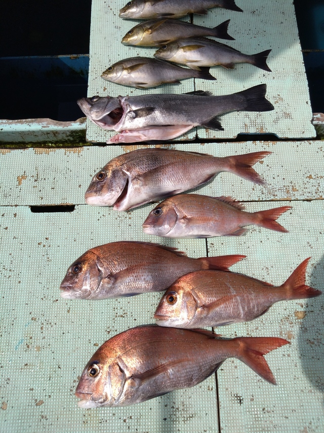 タイ(マダイ)・ヒラスズキ・イサギ(イサキ)