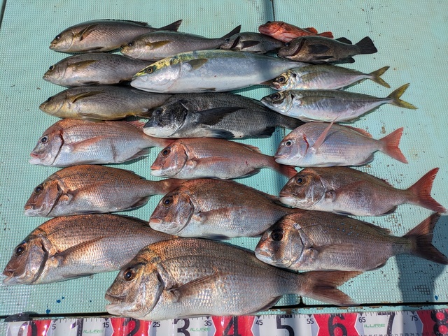 タイ(マダイ)・チダイ・チヌ(クロダイ)・アジ(マアジ)・ハマチ(ブリ)・イサギ(イサキ)・メバル