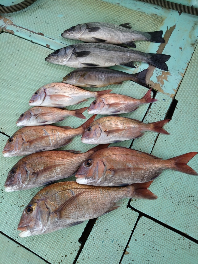 タイ(マダイ)・ヒラスズキ・イサギ(イサキ)