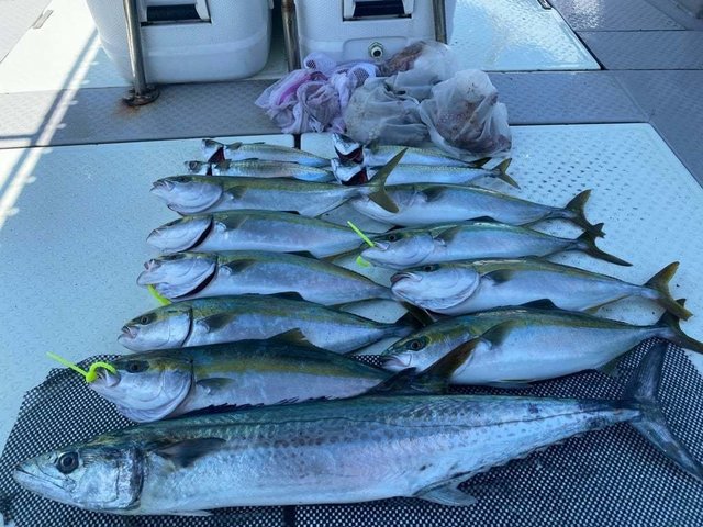 ハマチ(ブリ)・サワラ・サバ(ゴマサバ)