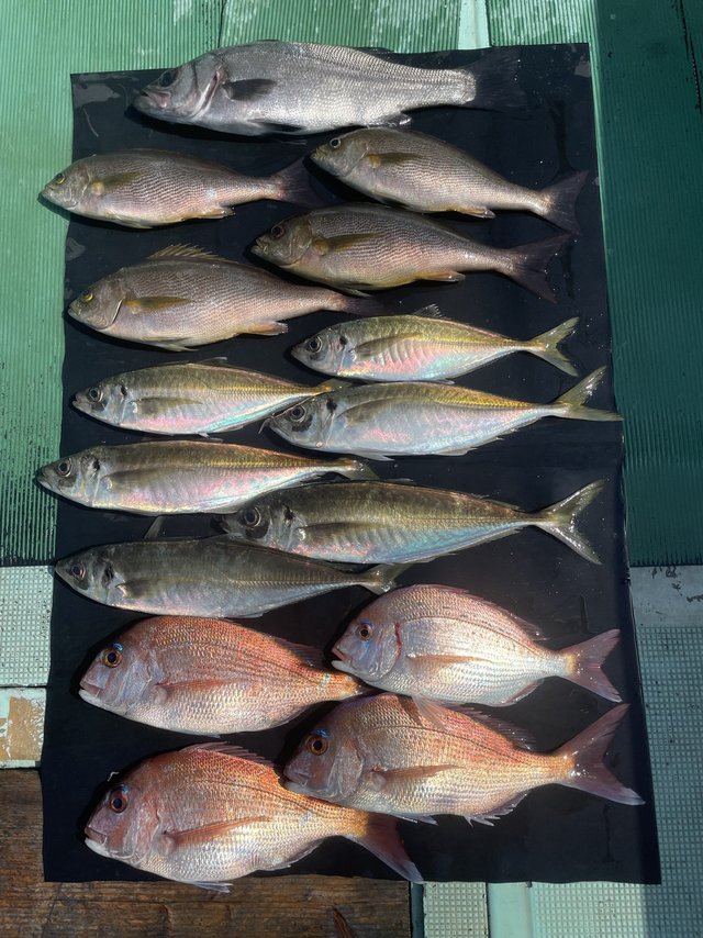 マダイ・セイゴ(スズキ)・マアジ・イサキ