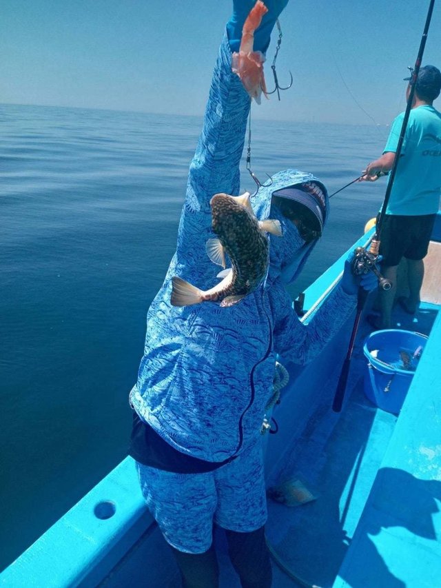 フグ(ショウサイフグ)