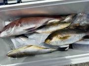 マダイ・イサキ