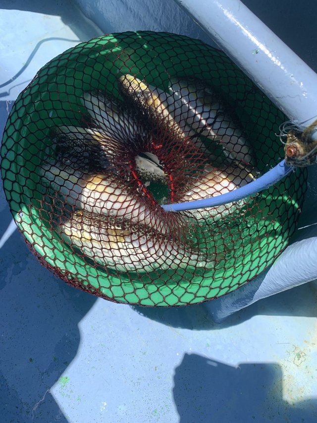 ショウサイフグ