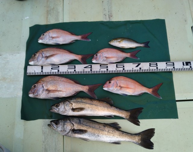 マダイ・スズキ