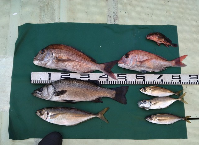 マダイ・スズキ・マアジ