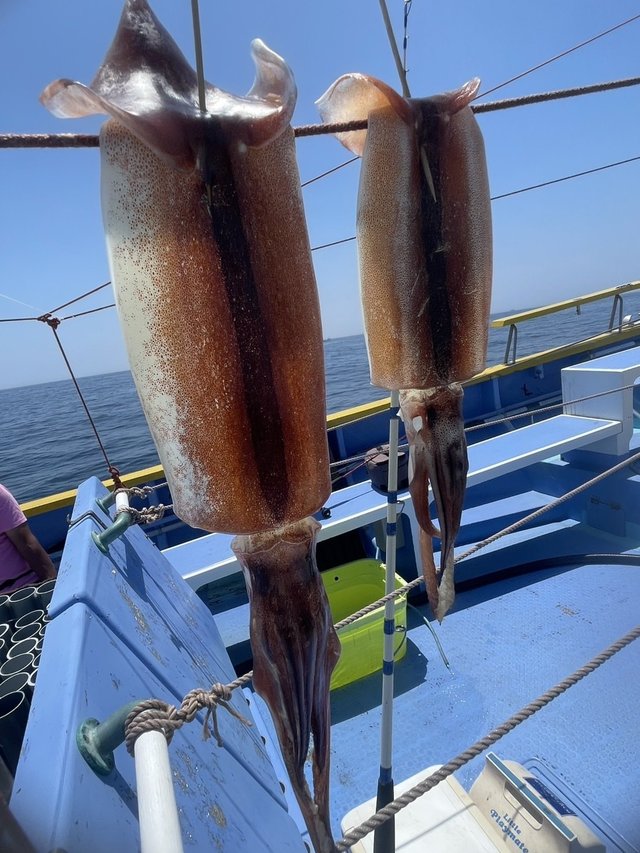 スルメ(スルメイカ)