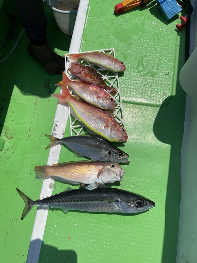 アジ(マアジ)・アマダイ(アカアマダイ)・シロアマダイ・イトヨリダイ・サバ(マサバ)