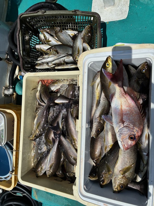 イサギ(イサキ)