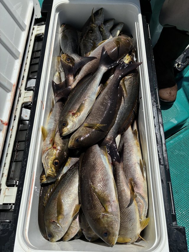 イサギ(イサキ)