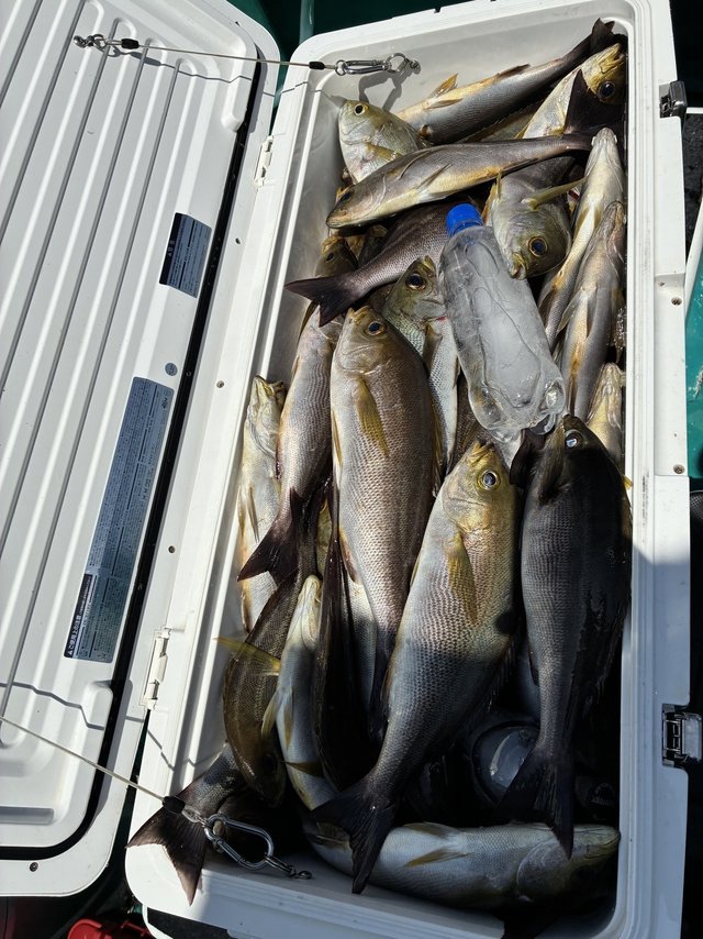 イサギ(イサキ)