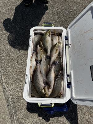 イサギ(イサキ)