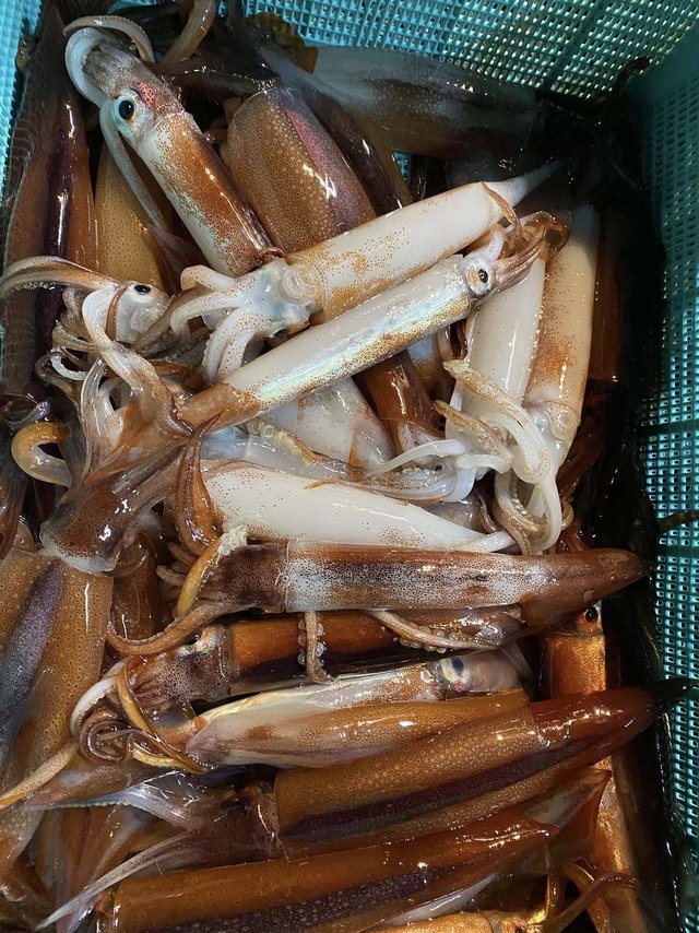 ムギイカ(スルメイカ)