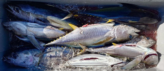 キメジ(キハダ)・カツオ