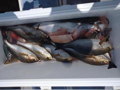 マダイ・イサキ