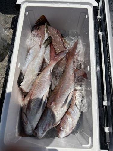 マダイ・ハナダイ(チダイ)