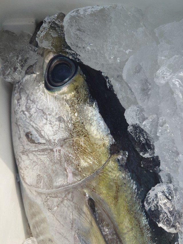 キメジ(キハダ)