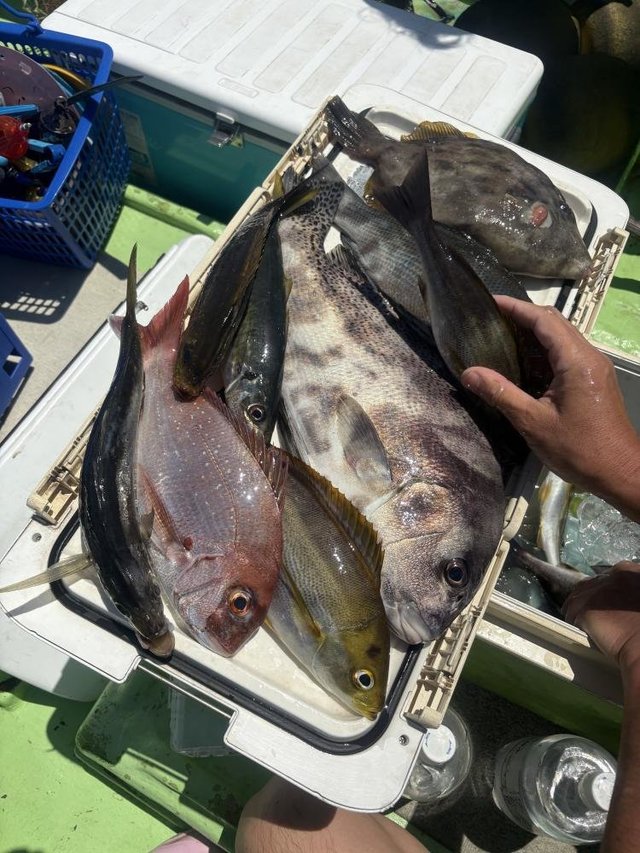 マダイ・メジナ・アジ(マアジ)・コショウダイ・イサキ・カワハギ