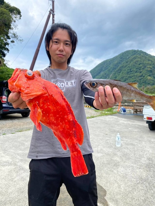 ムツ・カンコ(ウッカリカサゴ)