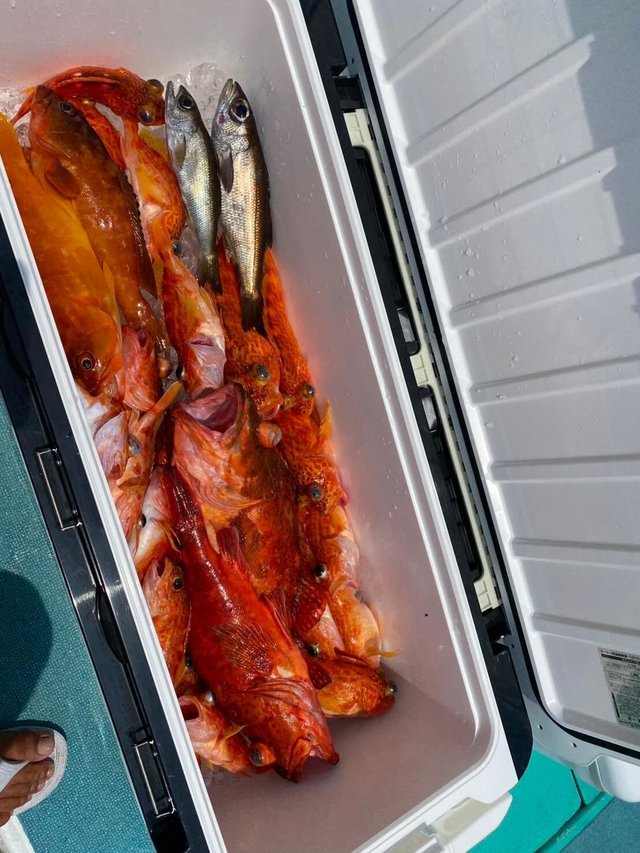 アカハタ・ムツ・カンコ(ウッカリカサゴ)・アヤメカサゴ