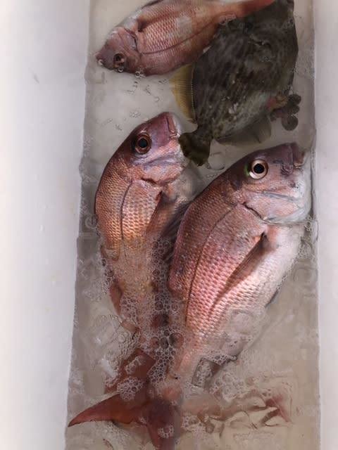 マダイ・カワハギ