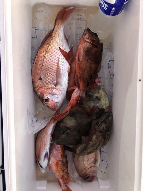 マダイ・カサゴ・カワハギ・ウマズラハギ(ウマヅラハギ)