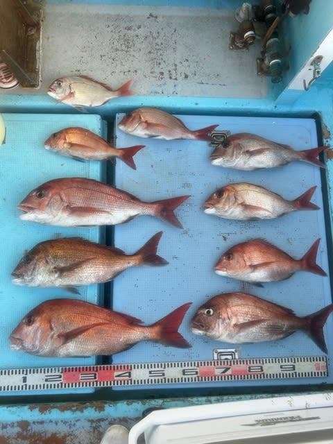 マダイ・チダイ