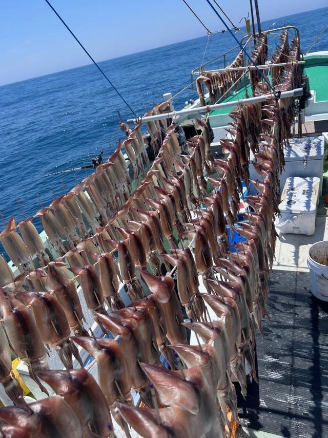 スルメ(スルメイカ)