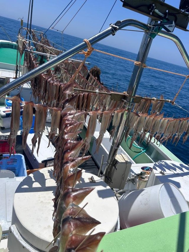 スルメ(スルメイカ)