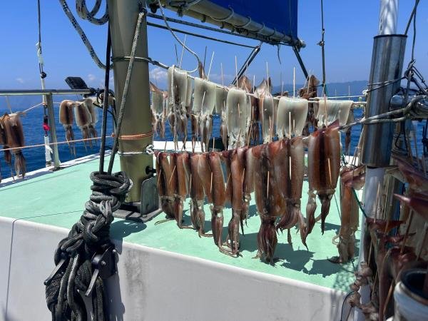 スルメ(スルメイカ)