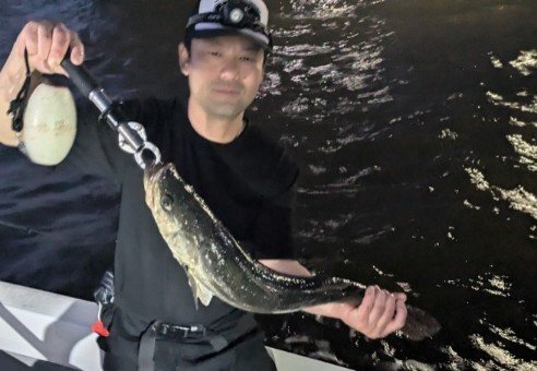 シーバス(スズキ)