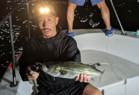 シーバス(スズキ)