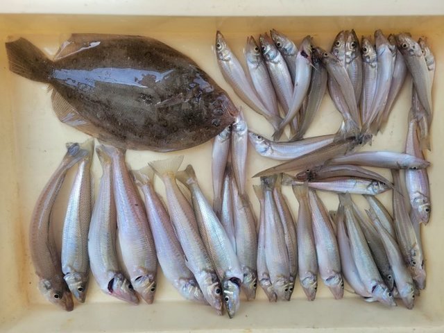 キス(シロギス)