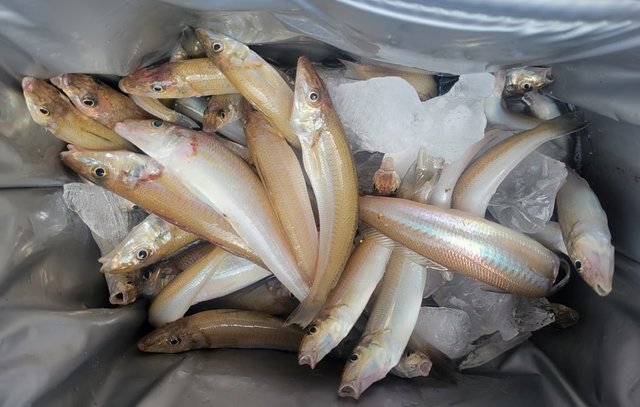 キス(シロギス)