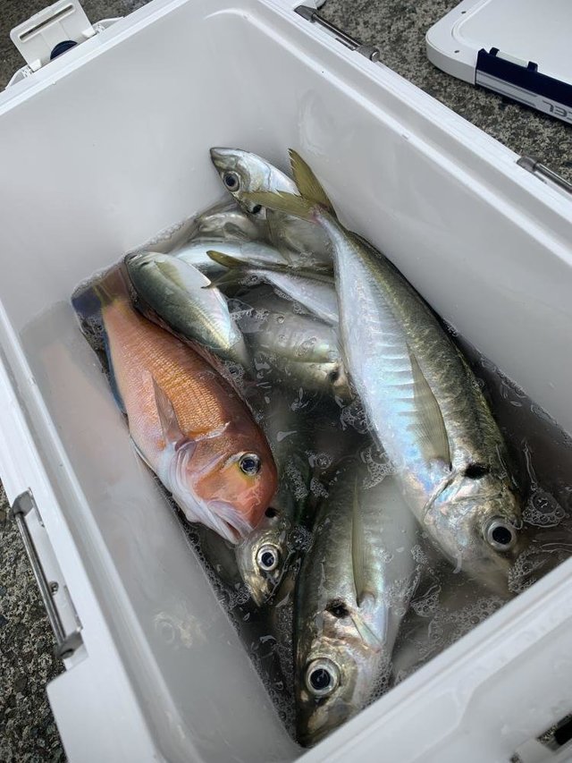 アジ(マアジ)・アマダイ(アカアマダイ)・イトヨリ(イトヨリダイ)・カサゴ・カンコ(ウッカリカサゴ)・マトウダイ・サバ(ゴマサバ)