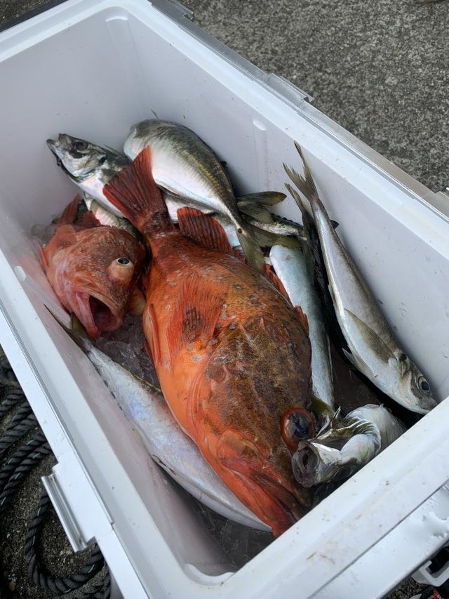 アジ(マアジ)・アマダイ(アカアマダイ)・イトヨリ(イトヨリダイ)・カサゴ・カンコ(ウッカリカサゴ)・マトウダイ・サバ(ゴマサバ)