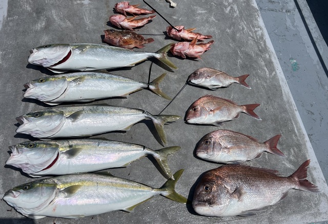 マダイ・ハマチ(ブリ)