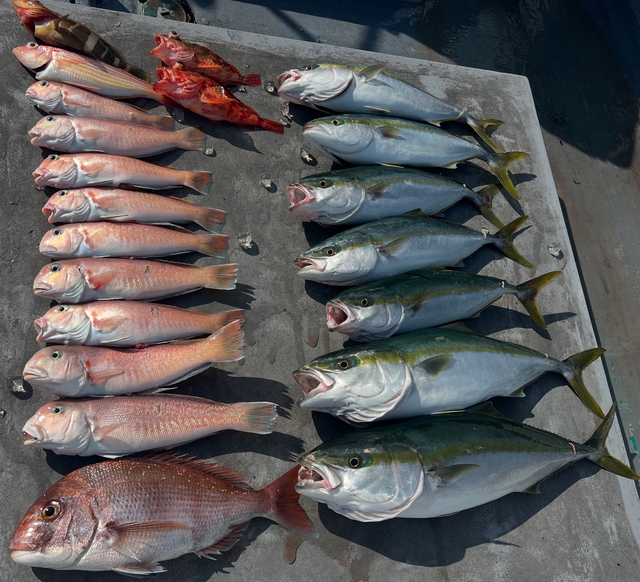 マダイ・ハマチ(ブリ)・メジロ(ブリ)・シロアマダイ