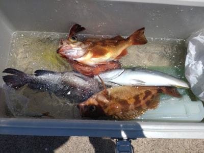 イシナギ(オオクチイシナギ)・マゾイ(キツネメバル)・オキメバル(ウスメバル)