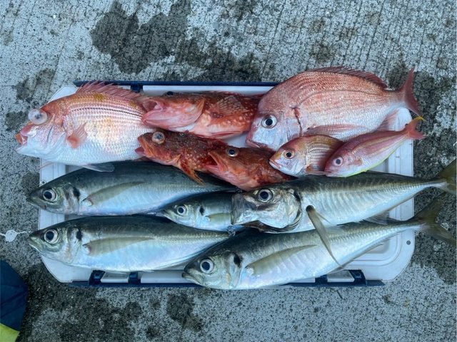 キダイ・ハナダイ(チダイ)・マアジ・イトヨリダイ・カサゴ