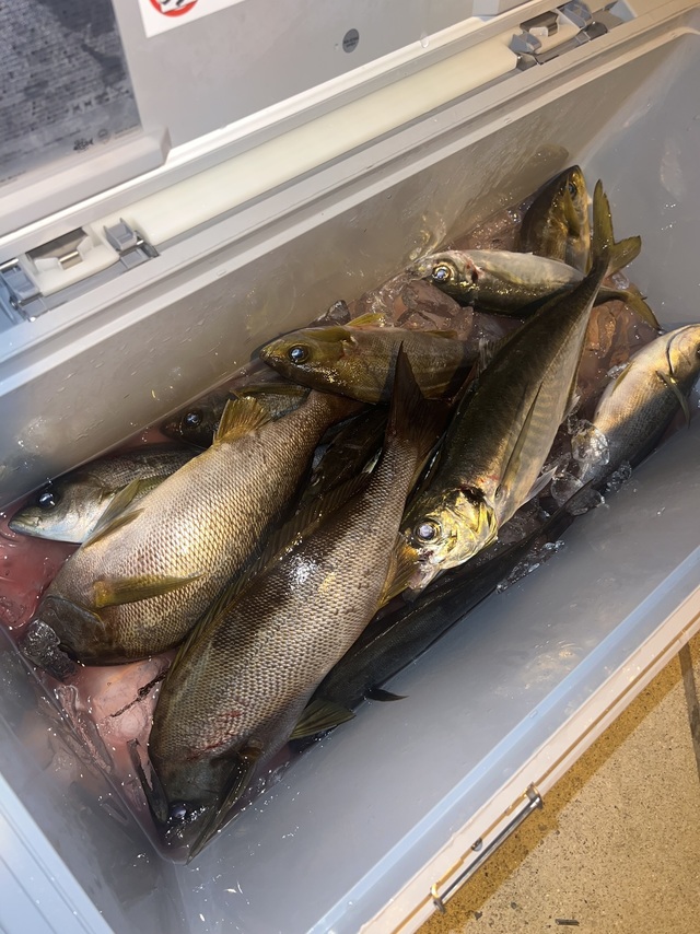 アジ(マアジ)・イサキ