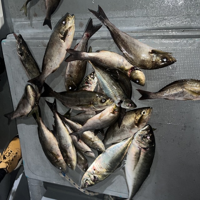 アジ(マアジ)・イサキ