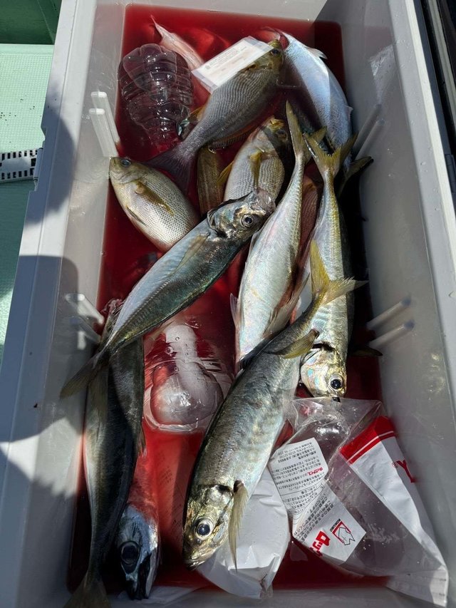 マアジ・イサキ