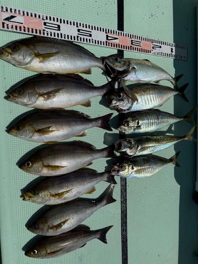 マアジ・イサキ