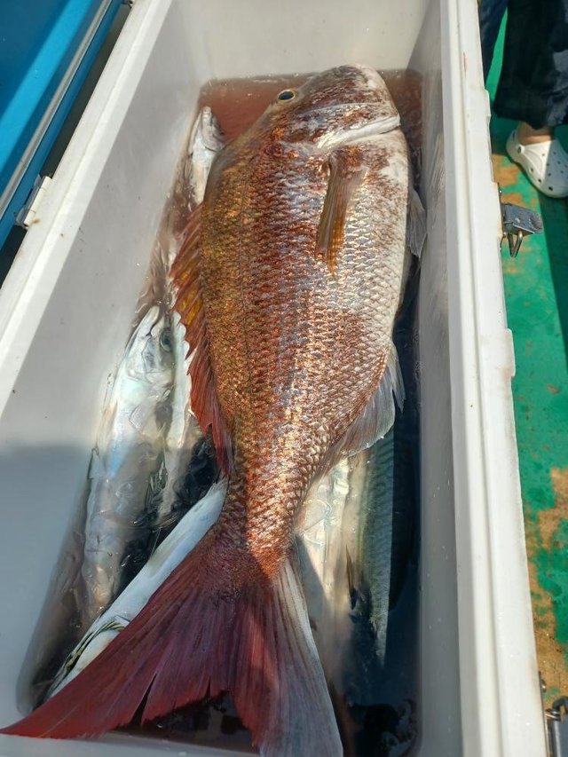 マダイ・サバ(ゴマサバ)