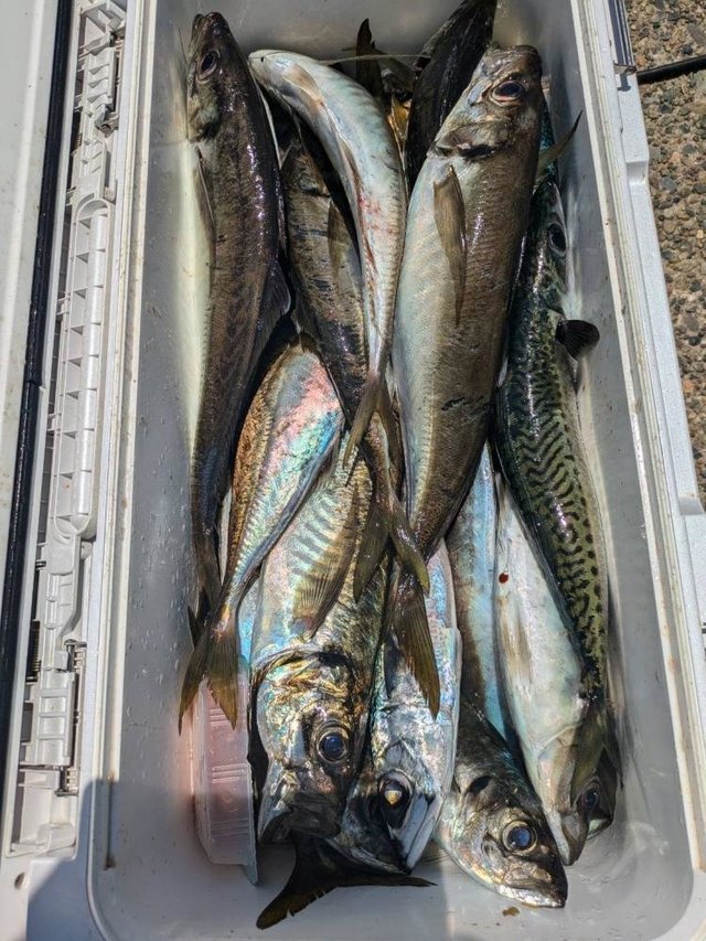 アジ(マアジ)・サバ(ゴマサバ)