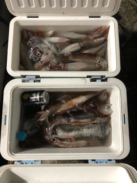 アカイカ(ケンサキイカ)・スルメ(スルメイカ)