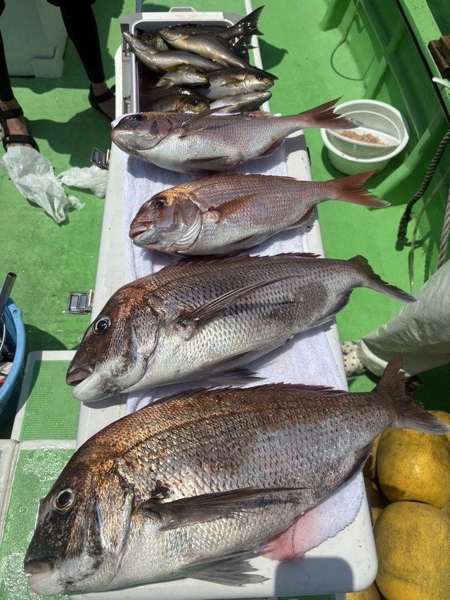 マダイ・イサキ