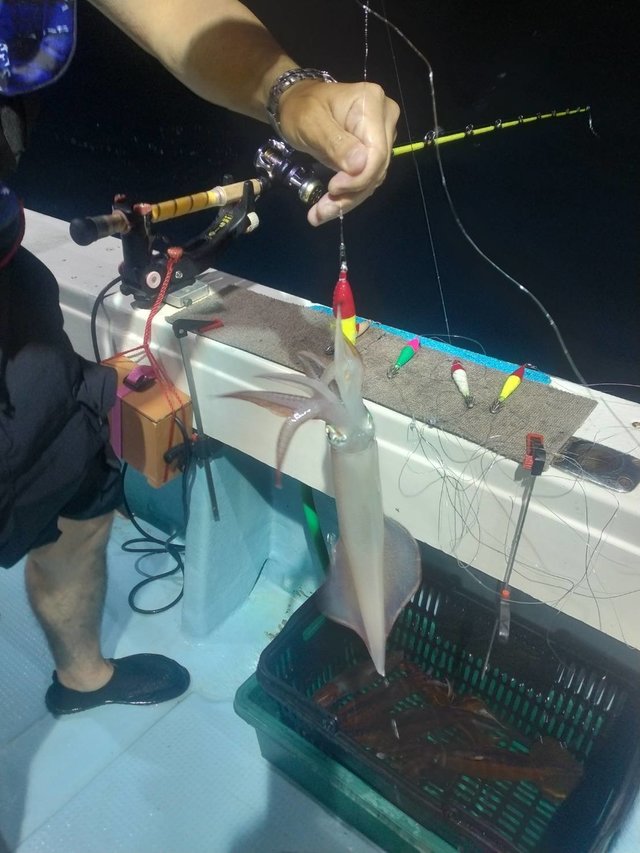 イカ(ヤリイカ)